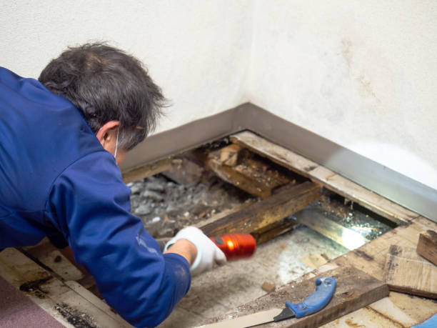 Best Mold Remediation  in Eveleth, MN
