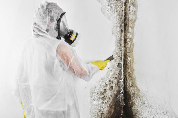Certified Mold Removal in Eveleth, MN