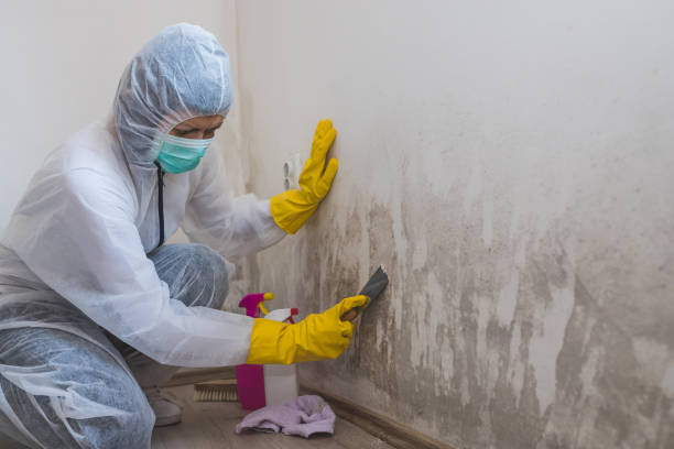 Best Black Mold Removal  in Eveleth, MN