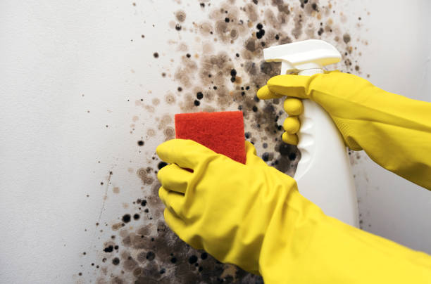 Best Residential Mold Removal  in Eveleth, MN