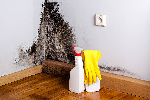 Best Mold Damage Repair  in Eveleth, MN