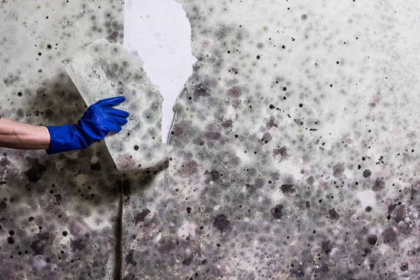 Best Office Mold Removal Services  in Eveleth, MN