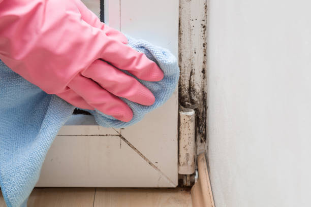 Best Certified Mold Removal  in Eveleth, MN