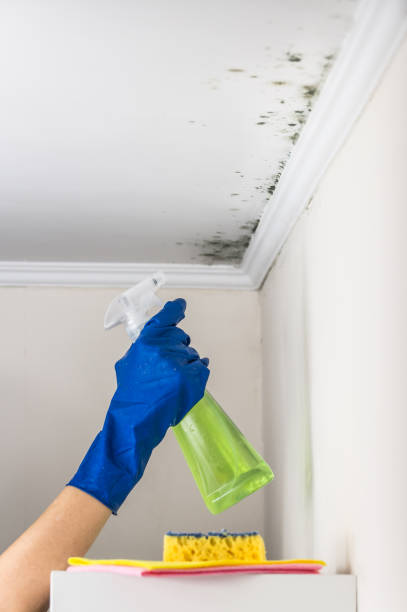 Best Mold Removal Company Near Me  in Eveleth, MN